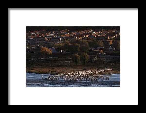 People Framed Print featuring the photograph Back Home After Grazing by Liaoyuhan