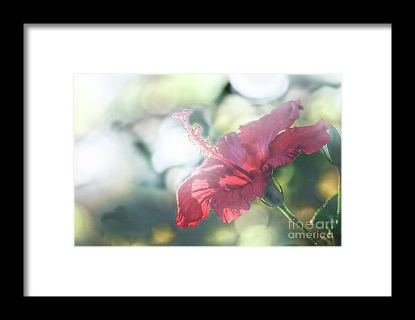 Flower Framed Print featuring the photograph Backlit Stamin by Darcy Dietrich