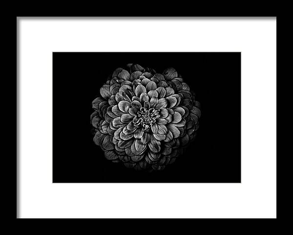 Brian Carson Framed Print featuring the photograph Backyard Flowers In Black And White 54 by Brian Carson