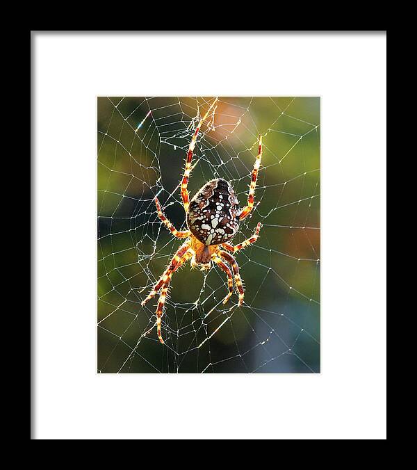 Spider Framed Print featuring the photograph Backyard Spider by Patrick Campbell