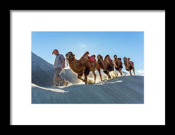 People Framed Print featuring the photograph Bactrian Camel Train, Nubra Valley by Peter Adams