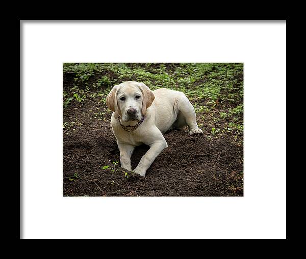 Bad Dog Framed Print featuring the photograph Bad Dog by Jean Noren