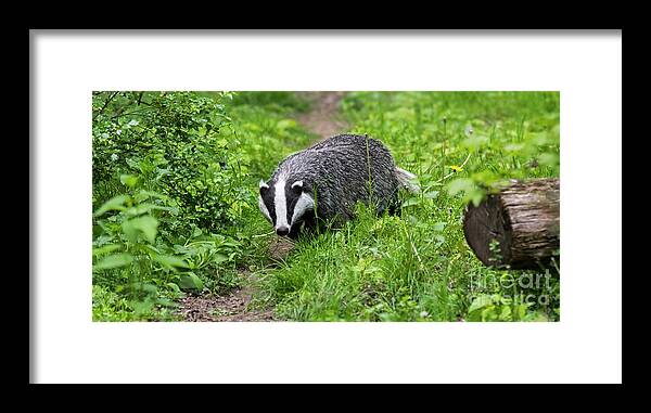 European Badger Framed Print featuring the photograph Badger by Arterra Picture Library