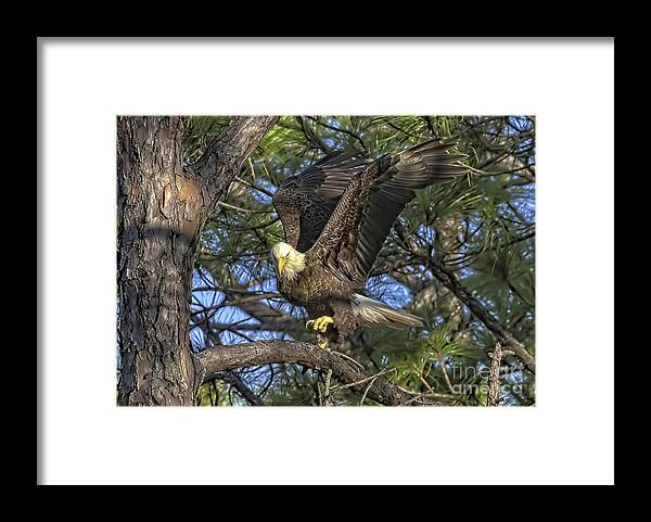 Eagles Framed Print featuring the photograph Bald Eagle by DB Hayes