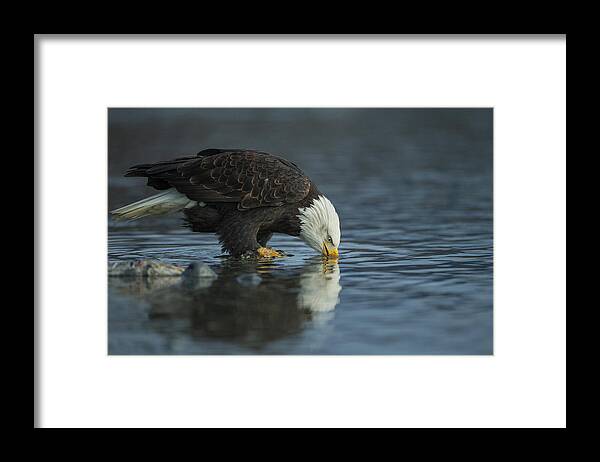 Bald Eagle Framed Print featuring the photograph Bald Eagle Drink by Valerio Ferraro