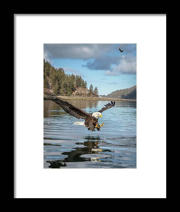 Alaska Framed Print featuring the photograph Bald Eagle Fishing in Sadie Cove by James Capo