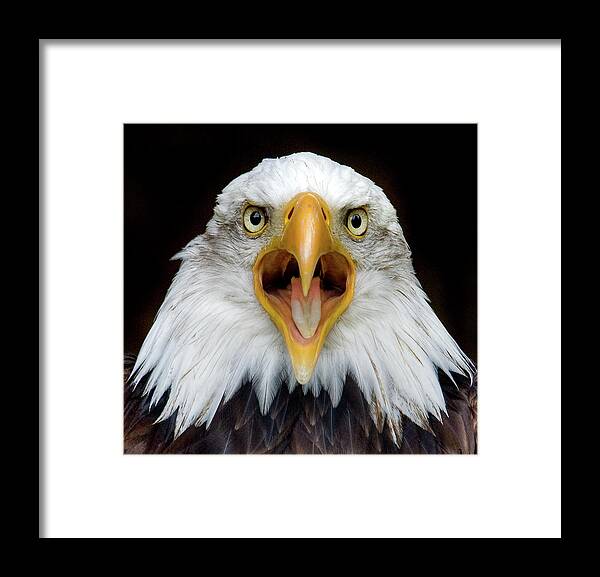 Animal Themes Framed Print featuring the photograph Bald Eagle by Www.galerie-ef.de
