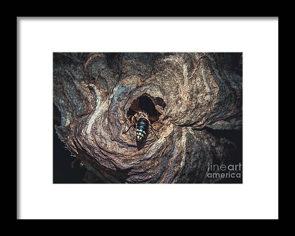 Hive Framed Print featuring the photograph Bald-Faced Hornet Hive Crawl. Nature Photography by Stephen Geisel