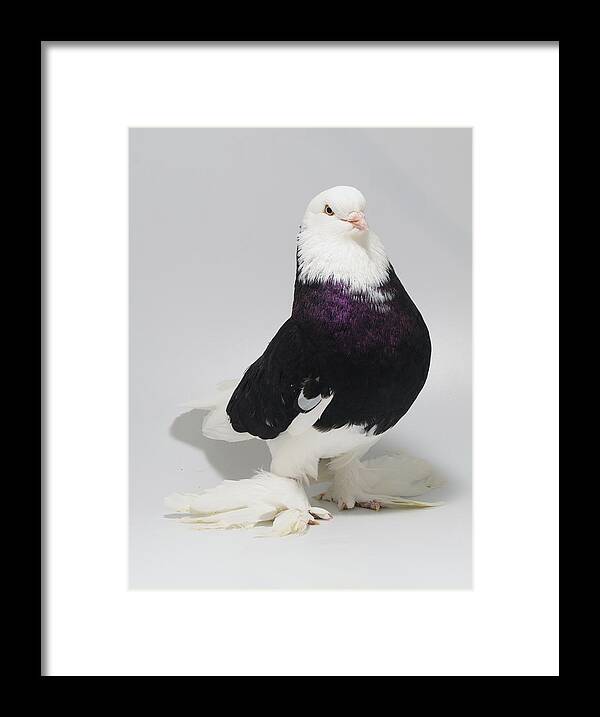 Pigeon Framed Print featuring the photograph Bald Headed West of England Tumbler by Nathan Abbott