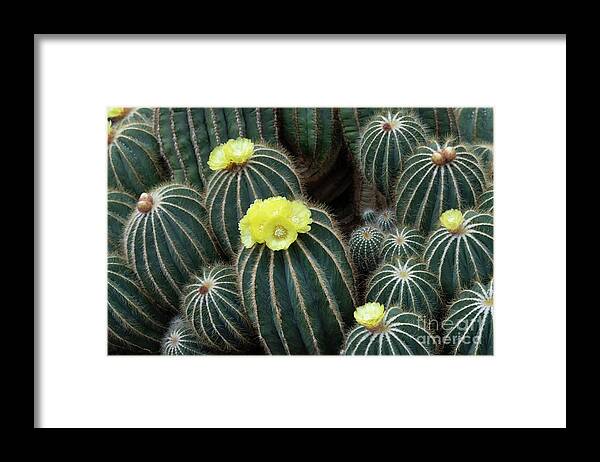Parodia Magnifica Framed Print featuring the photograph Ball Cactus in Flower by Tim Gainey