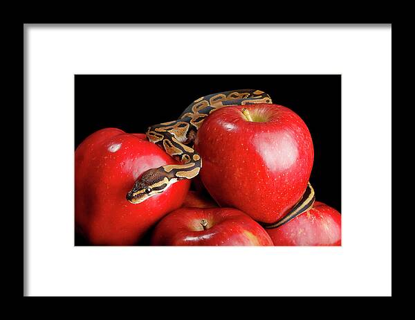 Animals Framed Print featuring the photograph Ball Python On Red Apples by David Kenny