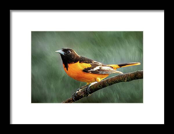 Baltimore Oriole Framed Print featuring the photograph Baltimore Oriole by Allin Sorenson