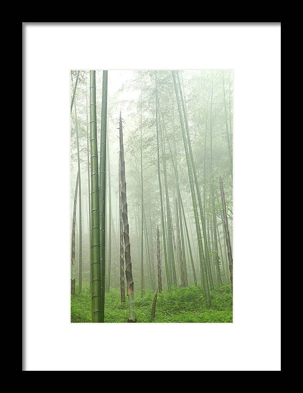 Chinese Culture Framed Print featuring the photograph Bamboo Forest by Bihaibo