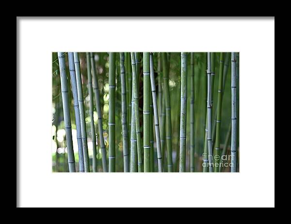 Bamboo Framed Print featuring the photograph Bamboo grove by George Atsametakis