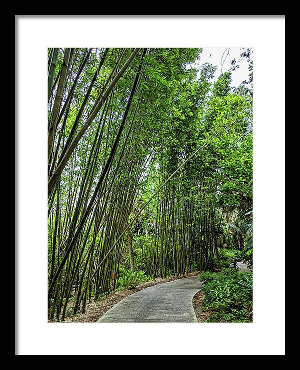 Tree Framed Print featuring the photograph Bamboo Walk by Portia Olaughlin