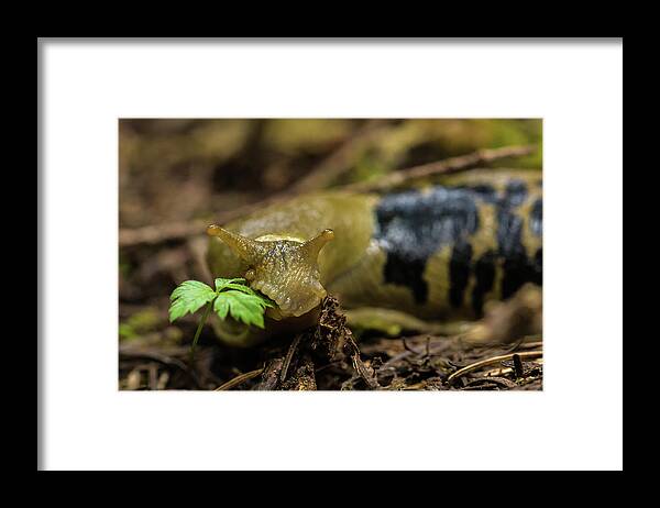 Banana Slug Framed Print featuring the photograph Banana slug at lunch by Julieta Belmont