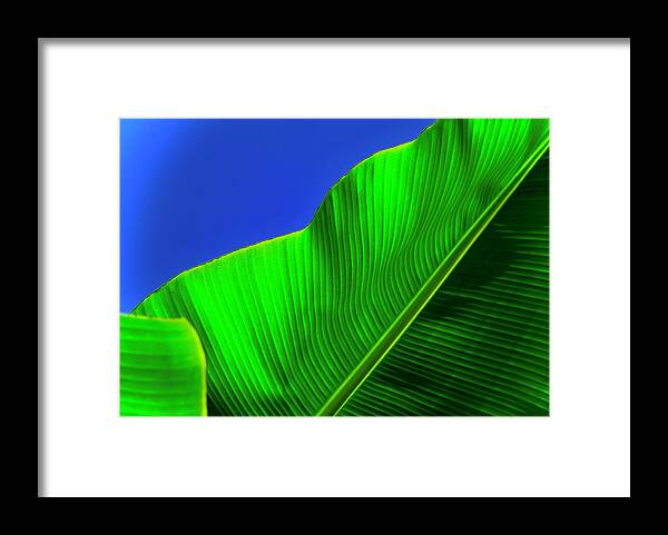 Banana Leaf Framed Print featuring the photograph Banana Tree by Debra Grace Addison