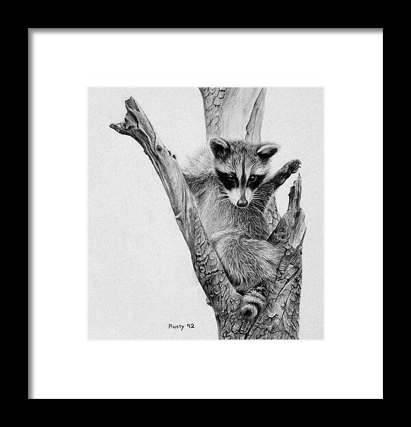 A Raccoon In The Crotch Of A Dead Tree Framed Print featuring the painting Bandit by Rusty Frentner