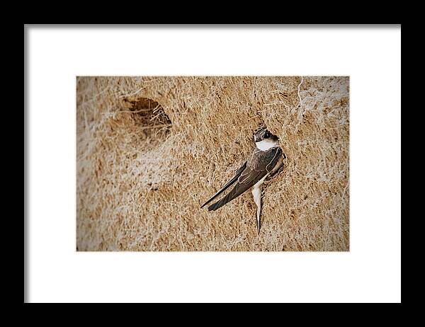 Bird Framed Print featuring the photograph Bank Swallow by Ira Marcus