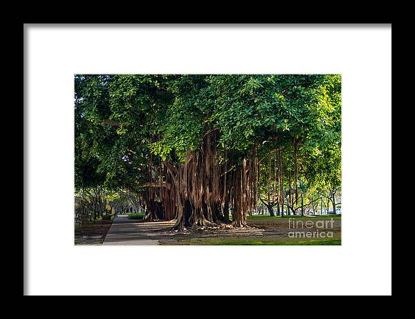 Banyan Framed Print featuring the photograph Banyan Trees in St. Petersburg, Florida by L Bosco