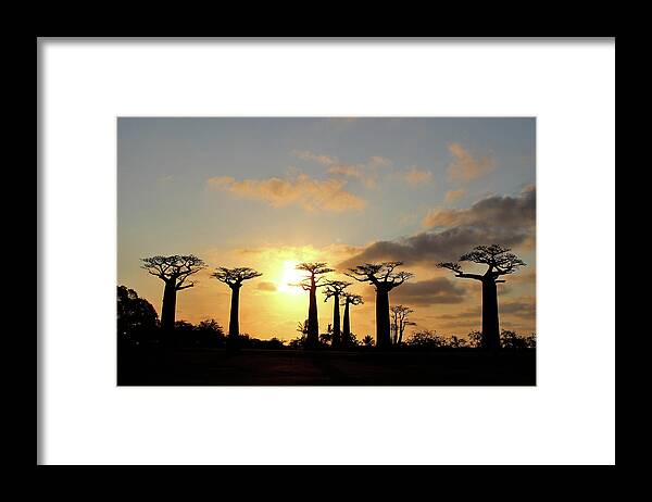  Framed Print featuring the photograph Baobab Trees Sunset by Eric Pengelly