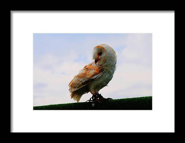 Barn Owl Framed Print featuring the photograph Barn Owl 2 by Stephen Walton