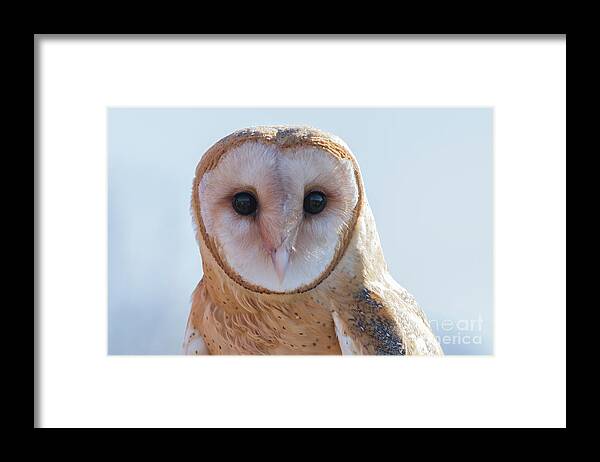 Owls Framed Print featuring the photograph Barn Owl 5 by Chris Scroggins