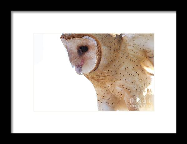Owls Framed Print featuring the photograph Barn Owl 6 by Chris Scroggins