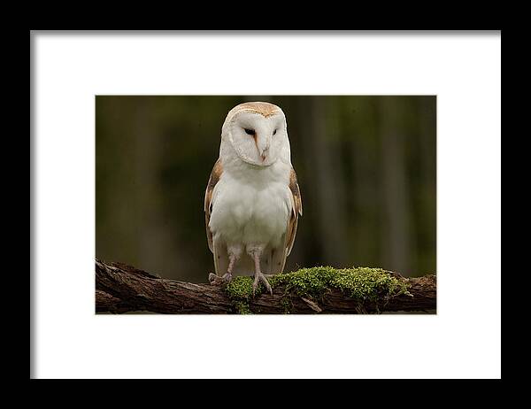 Animal Themes Framed Print featuring the photograph Barn Owl Captive Owl by Gord Sawyer