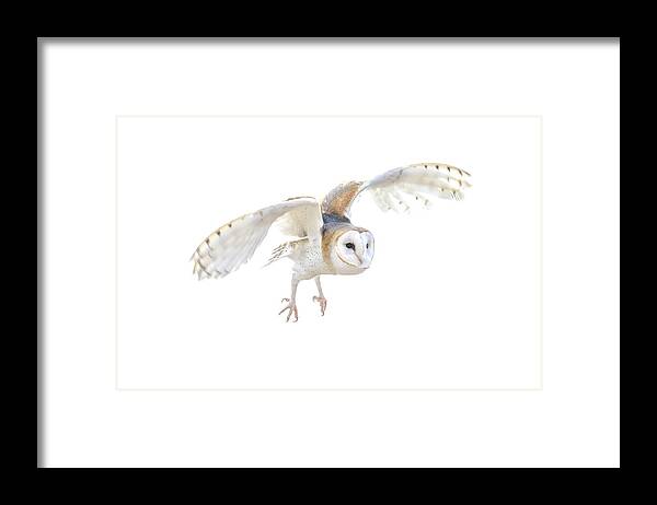 7932 Framed Print featuring the photograph Barn Owl in Flight by Tom and Pat Cory