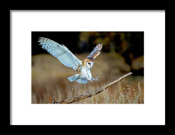 Barn Owls Framed Print featuring the photograph Barn Owl Landing by Judi Dressler