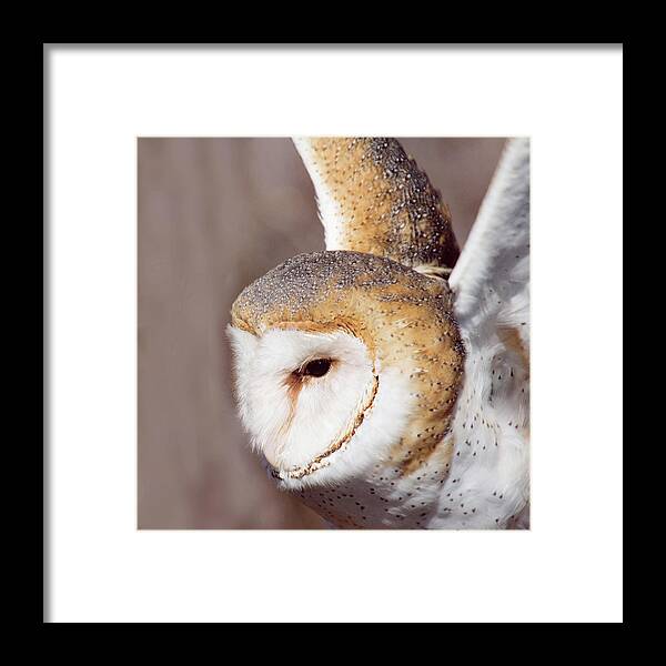 Barn Owl Framed Print featuring the photograph Barn Owl by Minnie Gallman