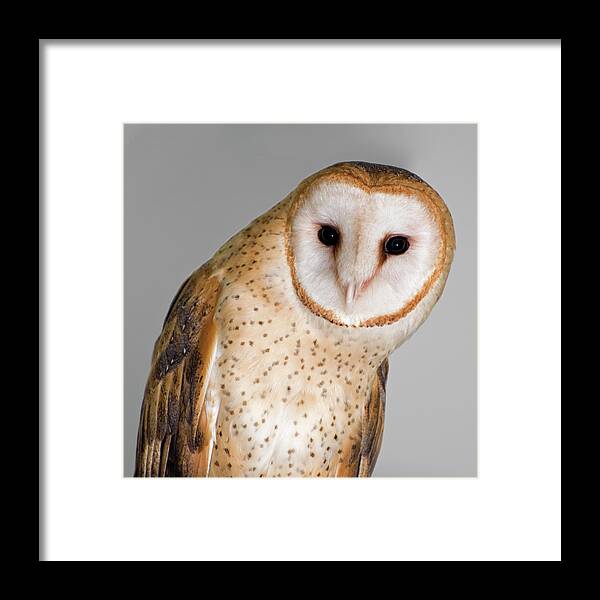Animal Themes Framed Print featuring the photograph Barn Owl by Nancy Nehring