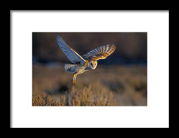 Barn Owl Framed Print featuring the photograph Barn Owl Take Off by Rick Mosher