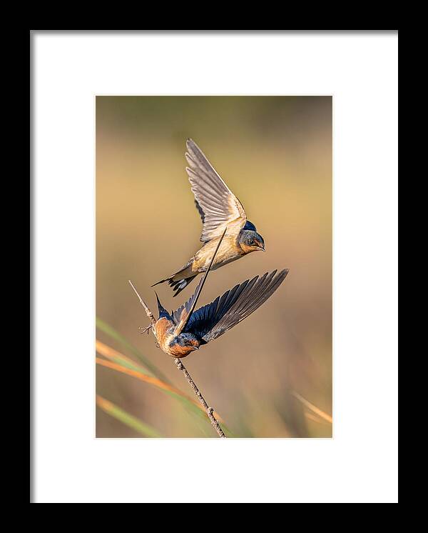 Barn Swallow Framed Print featuring the photograph Barn Swallow by Johnson Huang