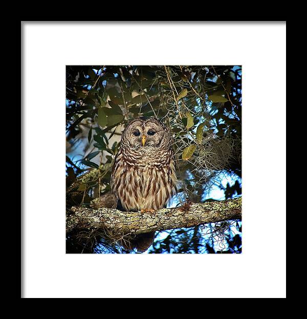 Bird Framed Print featuring the photograph Barred Owl 1 by Steve DaPonte