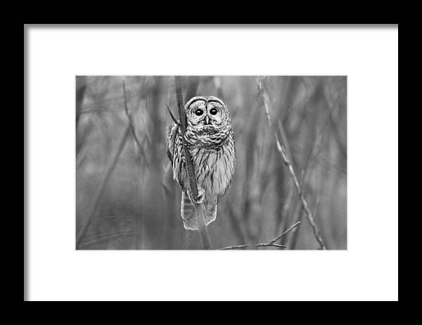  Framed Print featuring the photograph Barred Owl by Steven Zhou