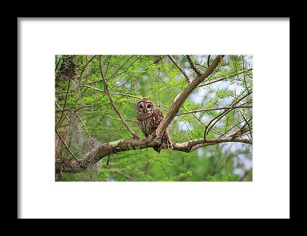 One Animal Framed Print featuring the photograph Barred Owl, Strix Varia by Louise Heusinkveld
