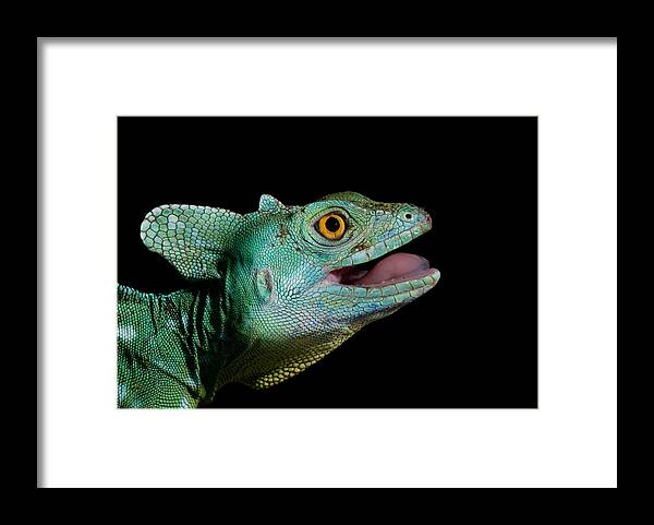 Lizard Framed Print featuring the photograph Basiliscus Plumifrons - Plumed Basilisk by Thor Hakonsen