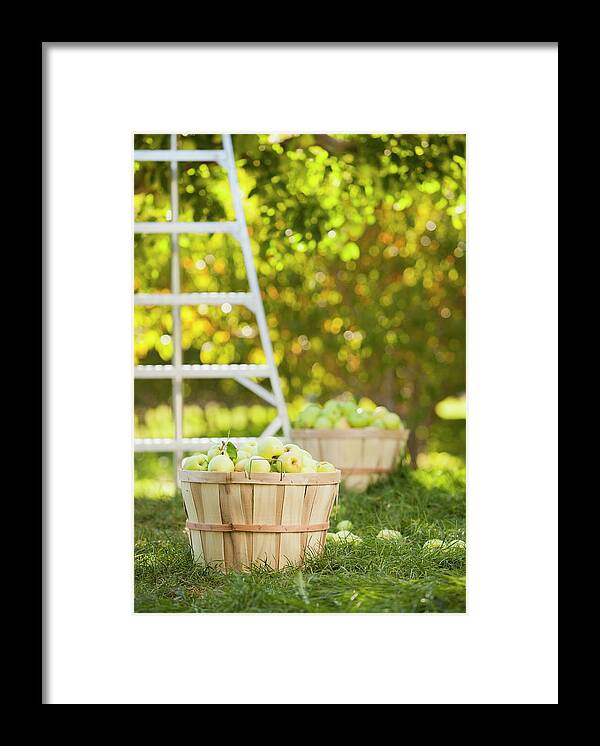 Heap Framed Print featuring the photograph Baskets Of Apples In Orchard by Mike Kemp