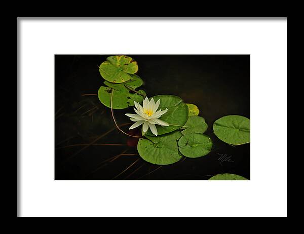 Raw Framed Print featuring the photograph Bass Lake Water Lily by Meta Gatschenberger