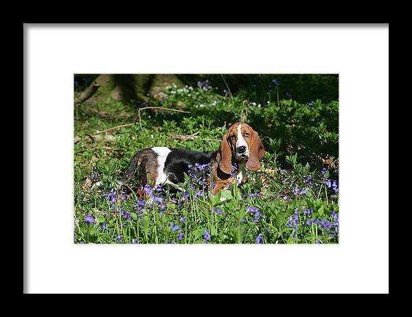 Animals Framed Print featuring the photograph Basset Hound 29 by Bob Langrish