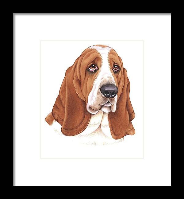 Basset Hound Framed Print featuring the mixed media Basset Hound by Tomoyo Pitcher