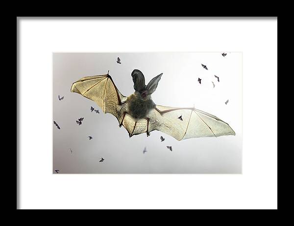 #faatoppicks Framed Print featuring the photograph Bat by Jimmy Hoffman