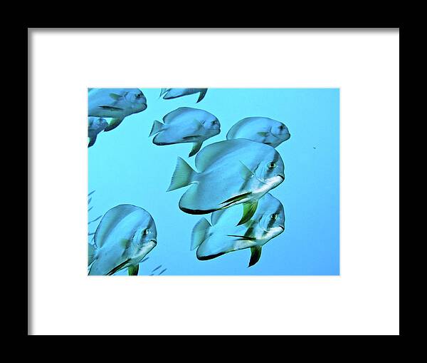 Underwater Framed Print featuring the photograph Batfish by Bettina Lichtenberg