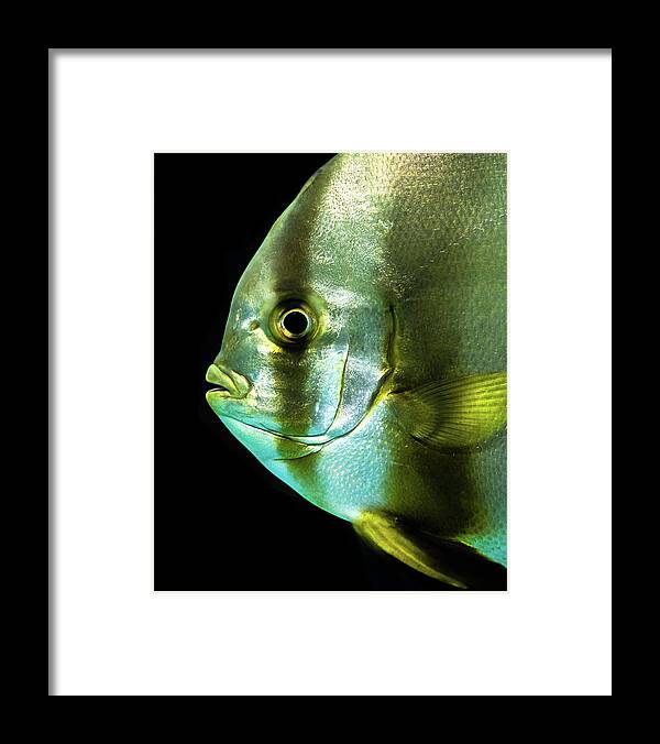 Sealife Framed Print featuring the photograph Batfish by Scott Wyatt