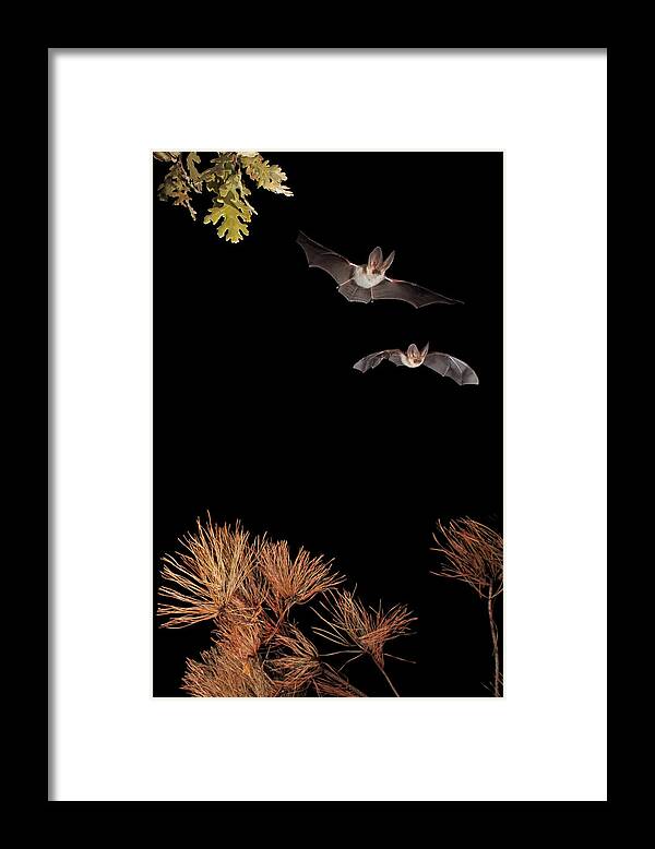Infrared Framed Print featuring the photograph Bats And Halloween by Nicols Merino