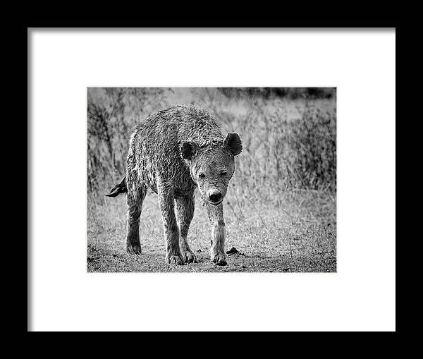 Hyena Framed Print featuring the photograph Battleship by Nicols Merino