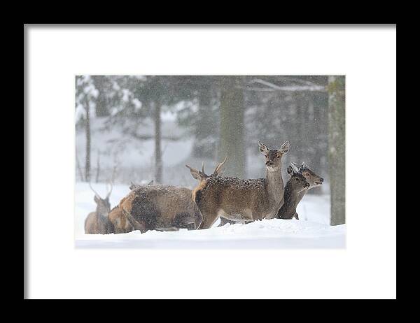 Working Animal Framed Print featuring the photograph Bayerischer by Marco Pozzi Photographer