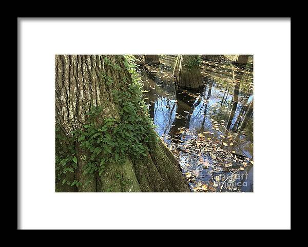 Bayou Framed Print featuring the photograph Bayou 1 by Dominique Fortier